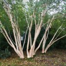 30 Russian Rock Birch Seeds Betula Ermanii Fresh Garden