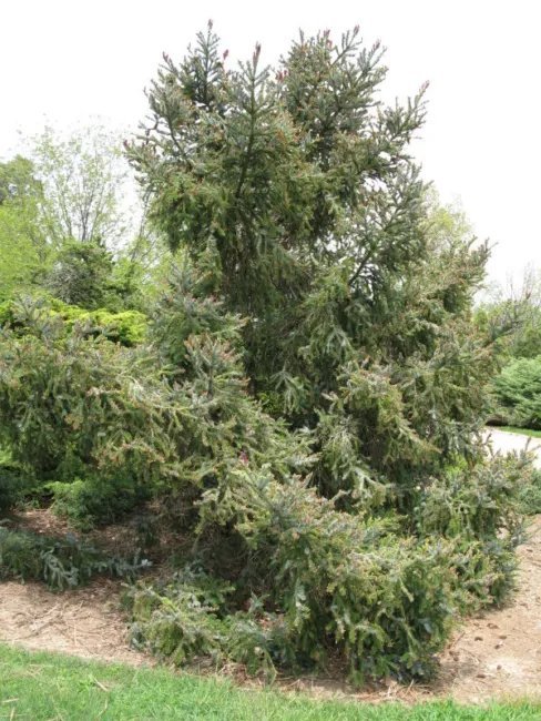 20 Dwarf Alcocks Spruce Seeds Picea Alcoquiana Fresh Garden