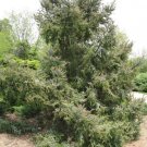 20 Dwarf Alcocks Spruce Seeds Picea Alcoquiana Fresh Garden
