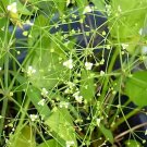 50 + Northern Water Plantain Seeds ( Alisma Plantago Aquatica ) Fresh Garden