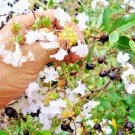 25 Pixie White Crepe Myrtle Seeds Lagerstroemia 'Pixie White' Fresh Garden