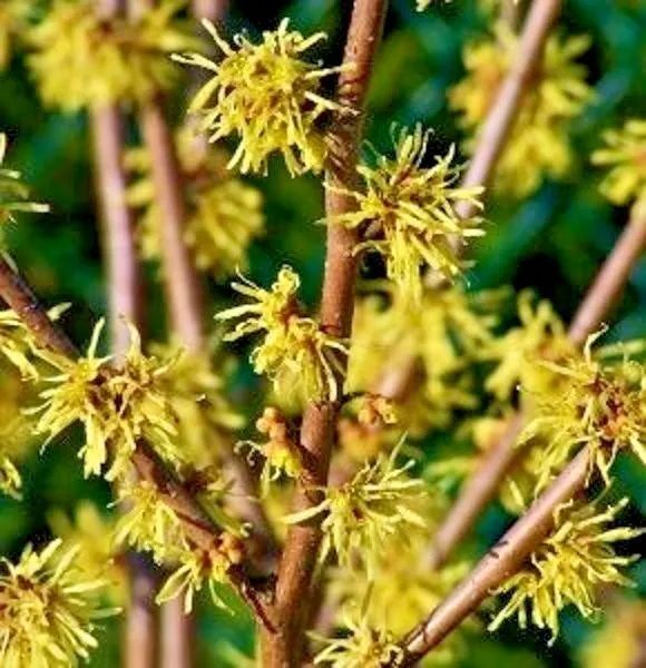 10 Harvest Moon Witch Hazel Seeds Hamamelis Virginiana 