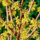 10 Harvest Moon Witch Hazel Seeds Hamamelis Virginiana " Harvest Moon " Fresh Garden