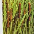 100 Broadleaf Cattail Seeds ( Typha Latifolia ) Fresh Garden