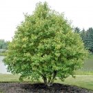 50 European Gray Alder Seeds Alnus Incana Fresh Garden