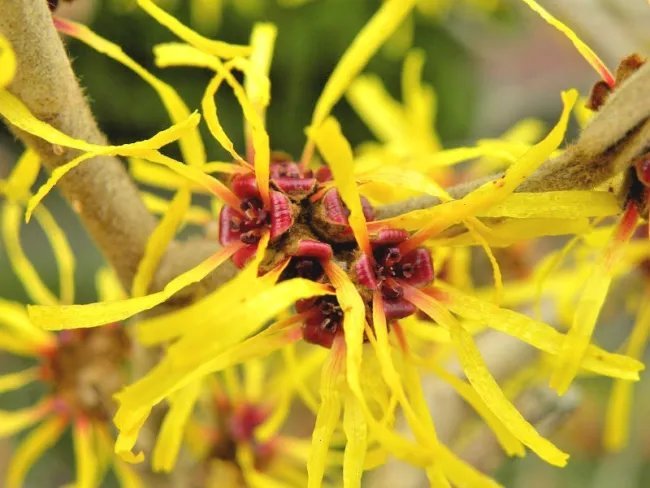 10 Early Bright Witch Hazel Seeds Hamamelis Mollis " Early Bright " Fresh Garden
