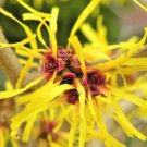 10 Early Bright Witch Hazel Seeds Hamamelis Mollis " Early Bright " Fresh Garden
