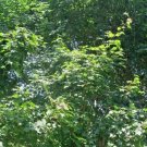 20 Long Stalked Maple Seeds Acer Longipes Ssp Longipes Fresh Garden