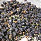 50 Black Mulberry Seeds Morus Nigra Fresh Garden