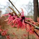 10 Antoine Kort Witch Hazel Seeds Hamamelis X Intermedia ‘Antoine Kort Fresh Garden