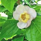 10 Chinese Allspice Seeds Sinocalycanthus Chinensis Chinese Calycanthus Fresh Garden