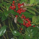 20 Helen Corbit English Holly Seeds Ilex Aquifolium Fresh Garden