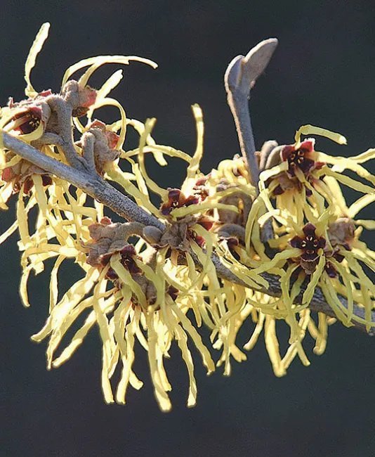 10 Pallida Witch Hazel Seeds Hamamelus Mollis "Pallida" Fresh Garden