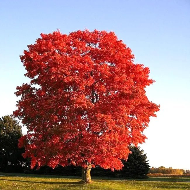 20 Red Maple Seeds Acer Rubrum Fresh Garden