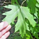 20 Silver Maple Seeds Acer Saccharinum Fresh Garden