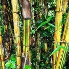10 Green Stripe Bamboo Seeds Phyllostachys Viridis Fresh Garden