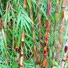 10 Chusquea Bamboo Seeds Fresh Garden