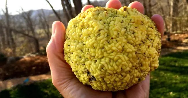 15 Patrick Herny'S Osage Orange Seeds Maclura Pomifera Fresh Garden