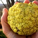 15 Patrick Herny'S Osage Orange Seeds Maclura Pomifera Fresh Garden