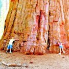 20 Giant ( Coast ) Redwood Seeds Sequoia Sempervirens Fresh Garden