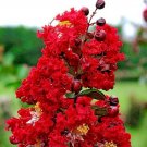 25 Red Rocket Crepe Myrtle Seeds Lagerstroemia Indica 'Red Rocket' Fresh Garden