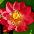 5 Red Lotus Seeds Nelumbo Nucifera Fresh Garden