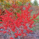 20 Maryland Beauty Holly Seeds Ilex Verticillata 'Maryland Beauty Fresh Garden