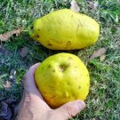 15 Chinese Quince Seeds Pseudocydonia Sinensis Fresh Garden