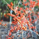 20 Christmas Cheer Holly Seeds Ilex Verticillata ' Christmas Cheer ' Fresh Garden