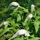 30 Gooseneck Loosestrife Seeds Lysimachia Clethroides Fresh Garden