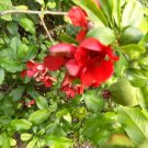 15 Sanquinea Quince Seeds Chaenomeles × Superba 'Sanguinea' Fresh Garden