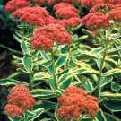 50 Autumn Charm Variegated Sedum Seeds Sedum 'Autumn Charm' Fresh Garden