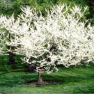 20 Alba Redbud Seeds Cercis Chinensis 'Alba' Fresh Garden