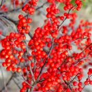 20 Sparkleberry Holly Seeds Ilex ‘Sparkleberry’ Fresh Garden