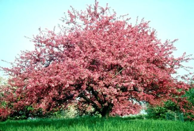 15+ Robinson Crab Apple Seeds &acirc;�� Malus 'Robinson' Fresh Garden