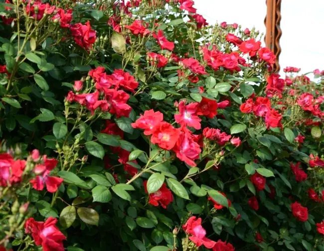 10 Winners Circle Rose Seeds Rosa 'Radwin' Fresh Garden