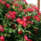 10 Winners Circle Rose Seeds Rosa 'Radwin' Fresh Garden