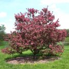 15+ Kibele Crab Apple Malus ' Kibele ' Fresh Garden