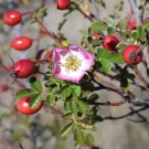 12 Sweet Briar Rose Seeds Rosa Rubiginosa Fresh Garden