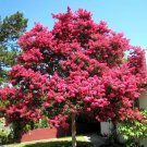 25 Sioux Crepe Myrtle Seeds Lagerstroemia Indica X Faueri 'Sioux' Fresh Garden