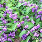 20 Early Amethyst Beautyberry Seeds Callicarpa Dichotoma 'Early Amethyst' Fresh Garden