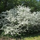 15+ Sargent Crab Apple Seeds Malus Sargentii Fresh Garden
