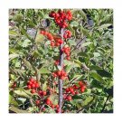 20 Autumn Glow Holly Seeds Ilex 'Autumn Glow' Fresh Garden