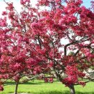 15+ Liset Crab Apple Seeds Malus × Moerlandsii 'Liset' Fresh Garden