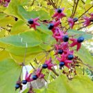 15 Betty Stiles Harlequin Glorybower Seeds Clerodendrum Trichotomum ‘Betty Sti Fresh Garden
