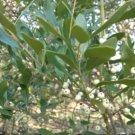 15 Ivory Queen Inkberry Holly Seeds Ilex Glabra 'Ivory Queen' Fresh Garden