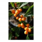 20 Golden Verboom Holly Seeds Ilex Verticillata 'Golden Verboom' Fresh Garden