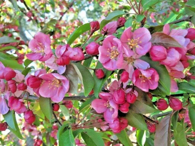 15+ Red Splendor Crab Apple Seeds Malus 'Red Splendor' Fresh Garden