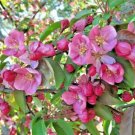 15+ Red Splendor Crab Apple Seeds Malus 'Red Splendor' Fresh Garden