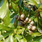 12 Laurel Oak Acorns Quercus Laurifolia Fresh Garden